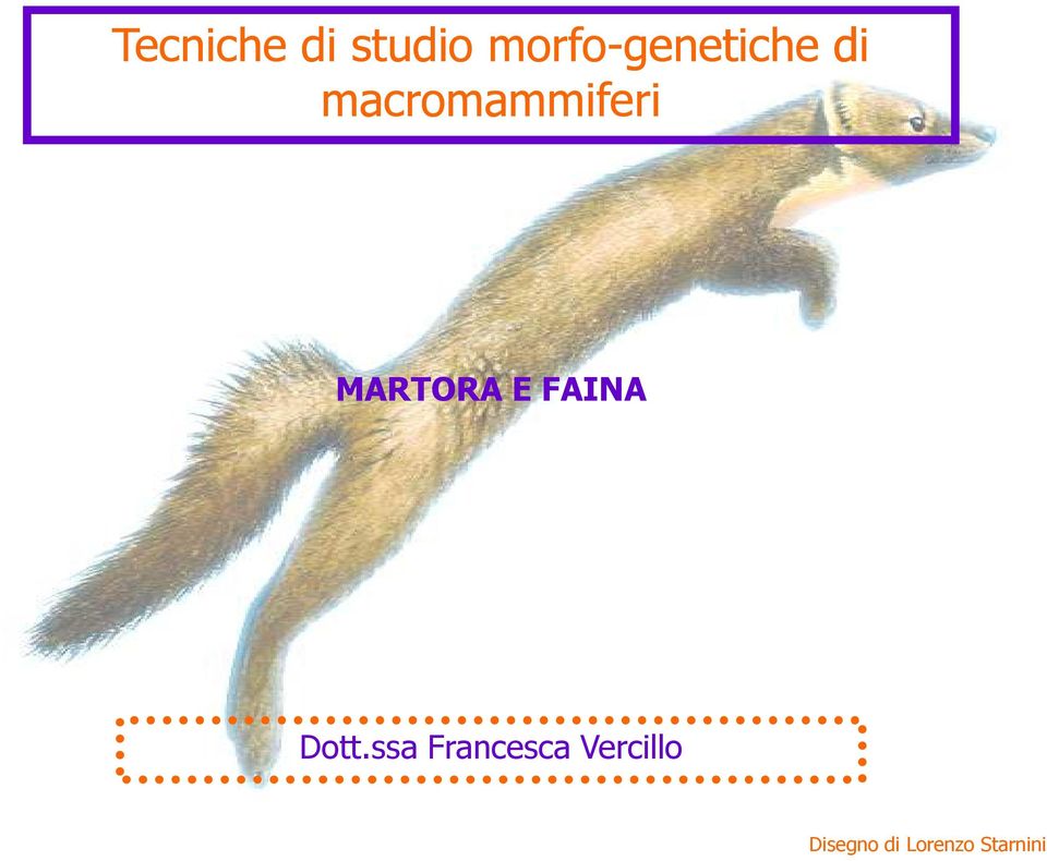 macromammiferi MARTORA E FAINA