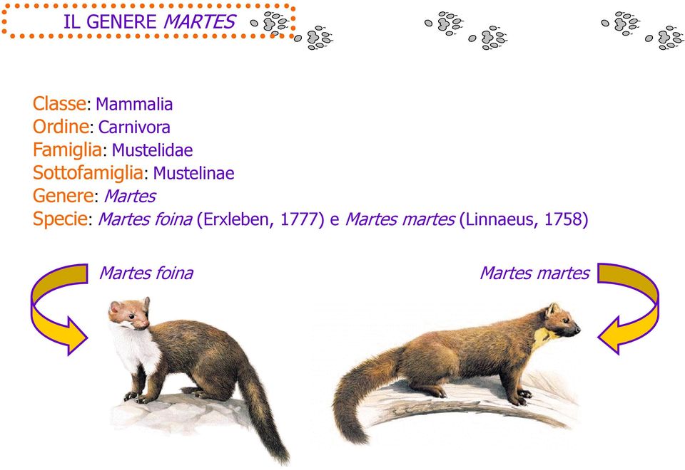 Genere: Martes Specie: Martes foina (Erxleben, 1777)