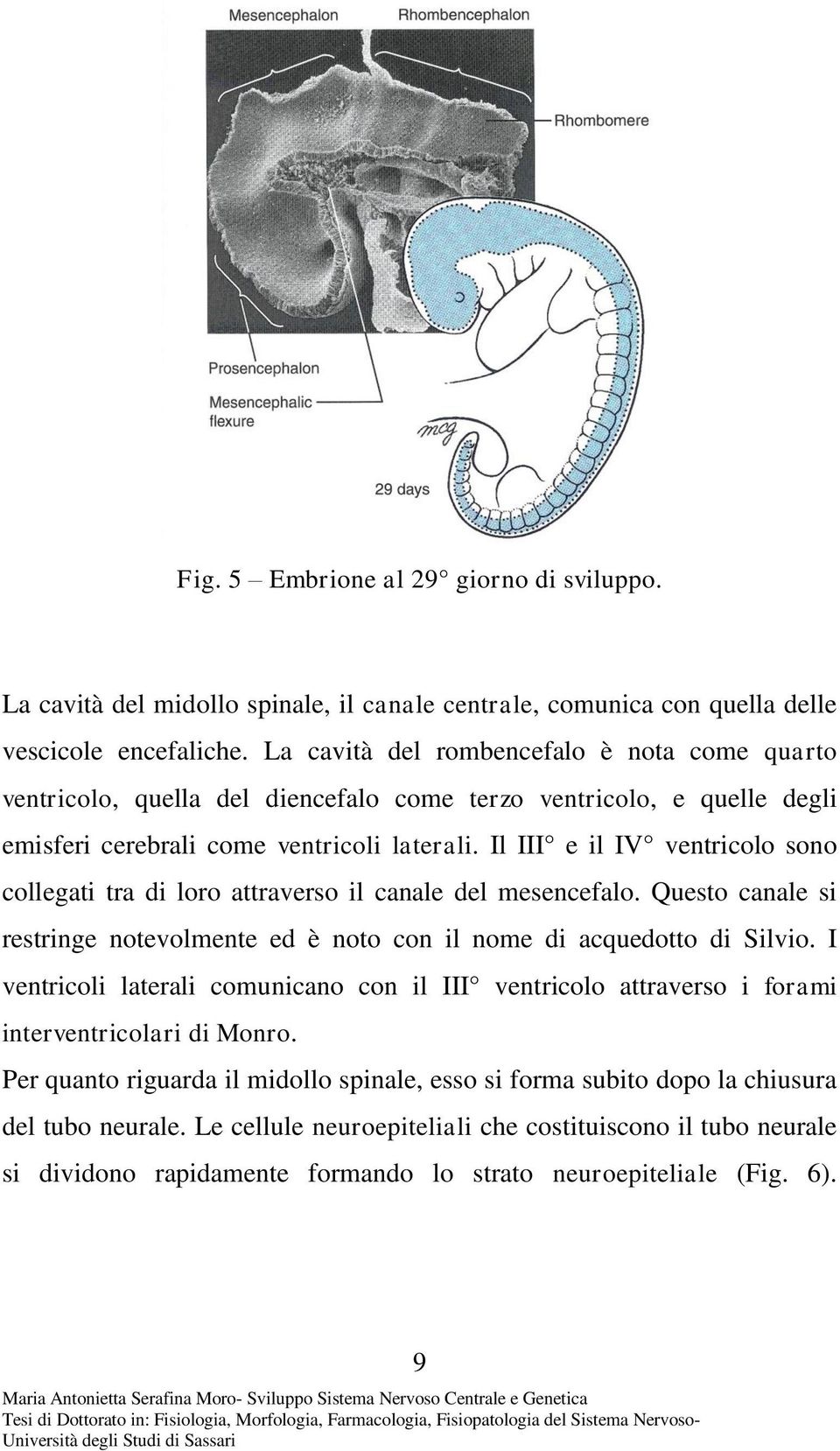 Il III e il IV ventricolo sono collegati tra di loro attraverso il canale del mesencefalo. Questo canale si restringe notevolmente ed è noto con il nome di acquedotto di Silvio.