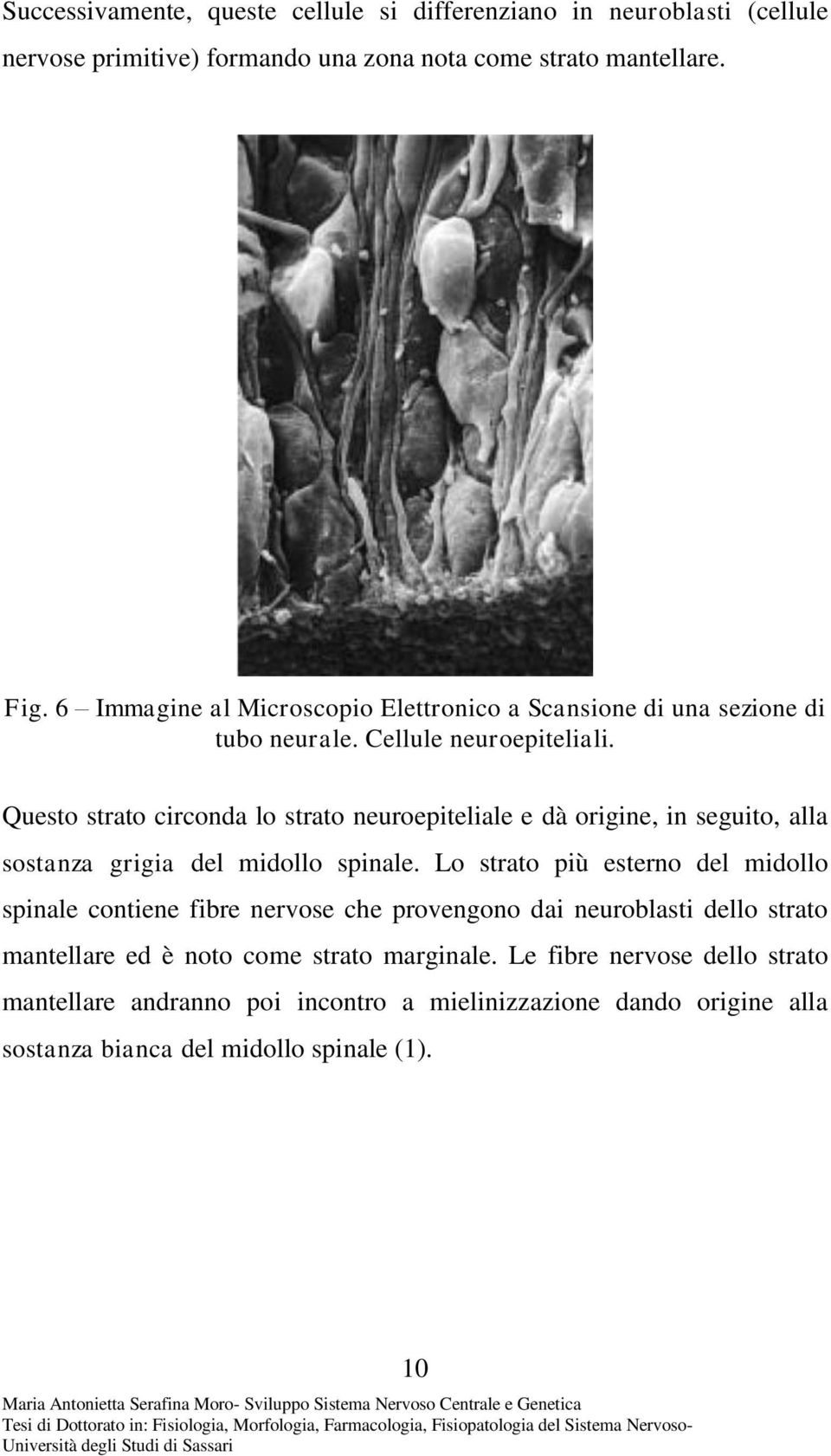 Questo strato circonda lo strato neuroepiteliale e dà origine, in seguito, alla sostanza grigia del midollo spinale.