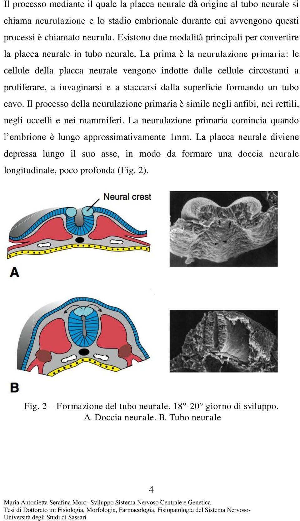 La prima è la neurulazione primaria: le cellule della placca neurale vengono indotte dalle cellule circostanti a proliferare, a invaginarsi e a staccarsi dalla superficie formando un tubo cavo.