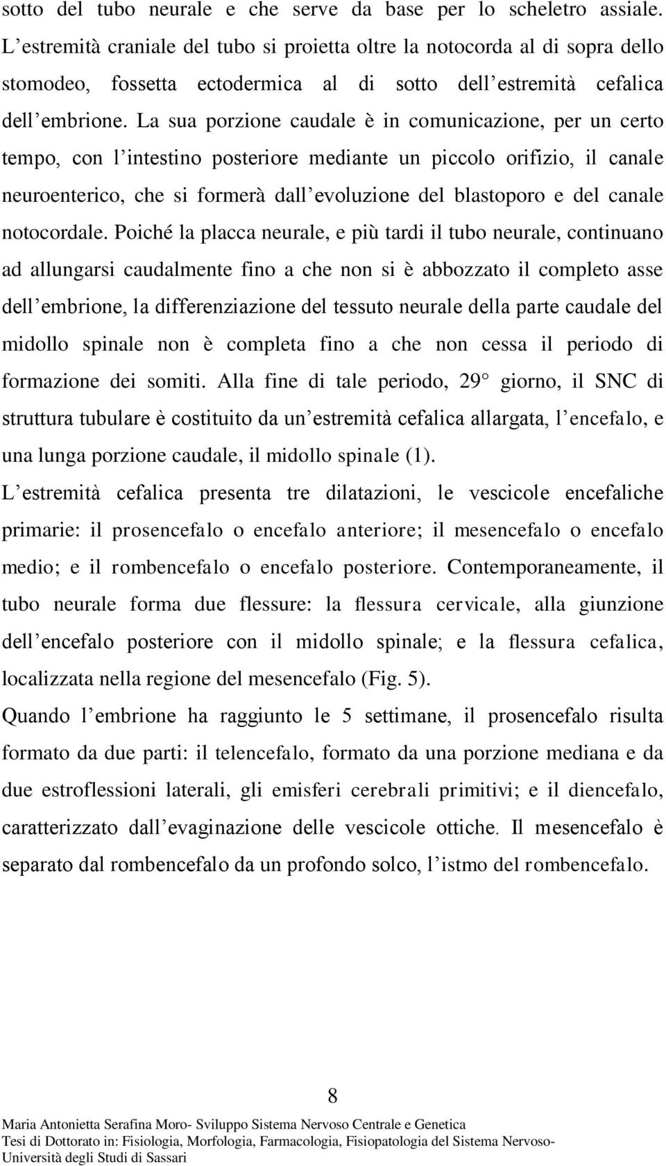 La sua porzione caudale è in comunicazione, per un certo tempo, con l intestino posteriore mediante un piccolo orifizio, il canale neuroenterico, che si formerà dall evoluzione del blastoporo e del