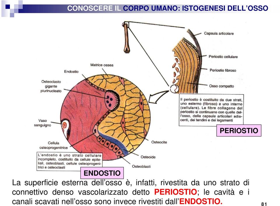 vascolarizzato detto PERIOSTIO; le cavità e i canali