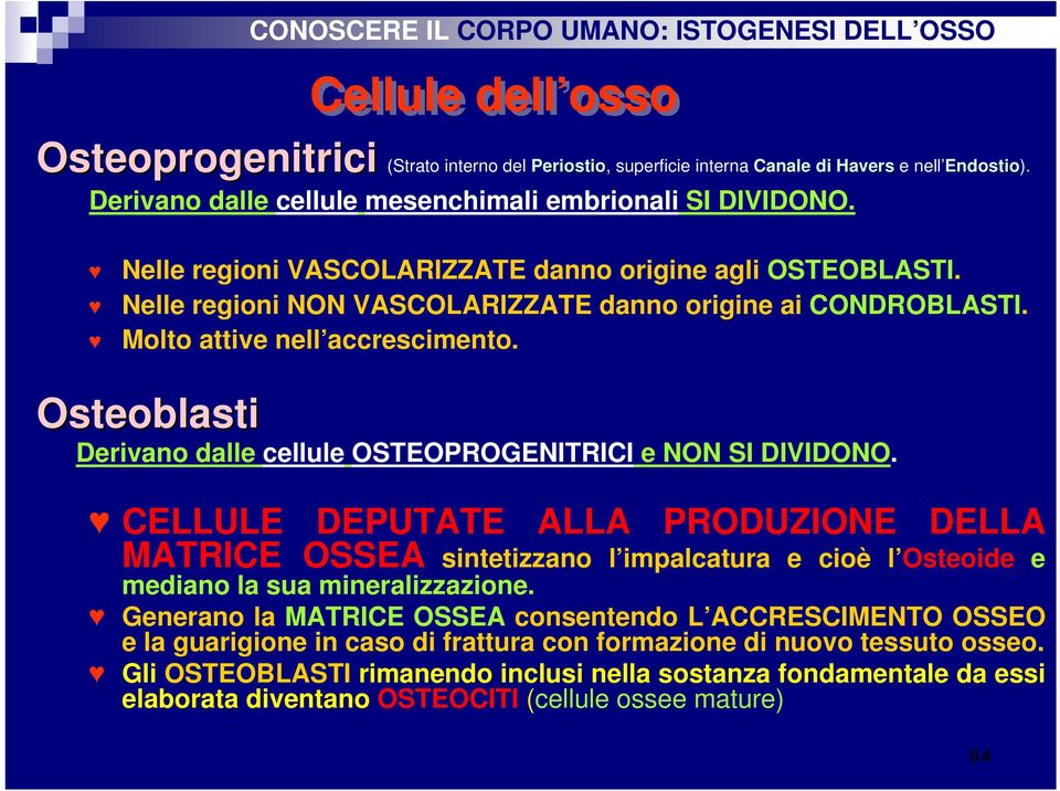 Molto attive nell accrescimento. Osteoblasti Derivano dalle cellule OSTEOPROGENITRICI e NON SI DIVIDONO.