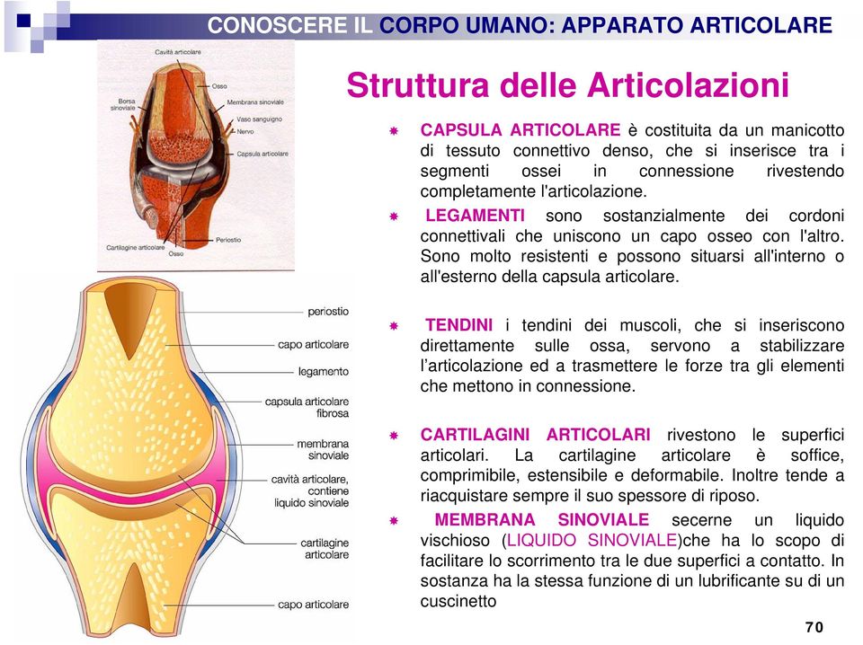 Sono molto resistenti e possono situarsi all'interno o all'esterno della capsula articolare.