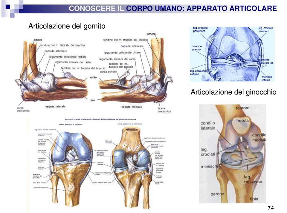 APPARATO ARTICOLARE