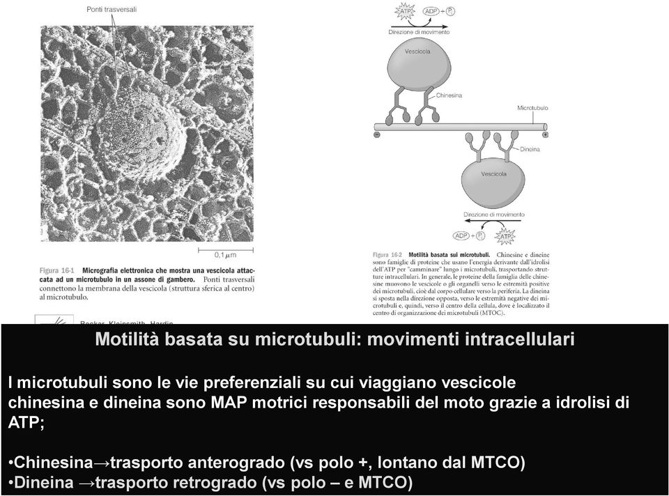 motrici responsabili del moto grazie a idrolisi di ATP; Chinesina trasporto