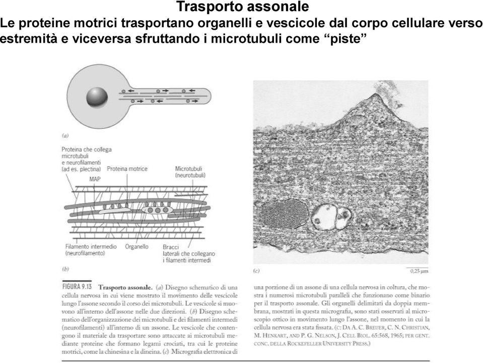 corpo cellulare verso estremità e