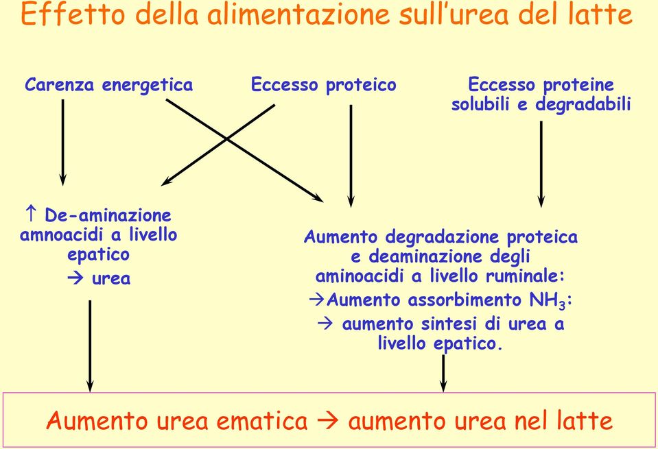 degradazione proteica e deaminazione degli aminoacidi a livello ruminale: Aumento