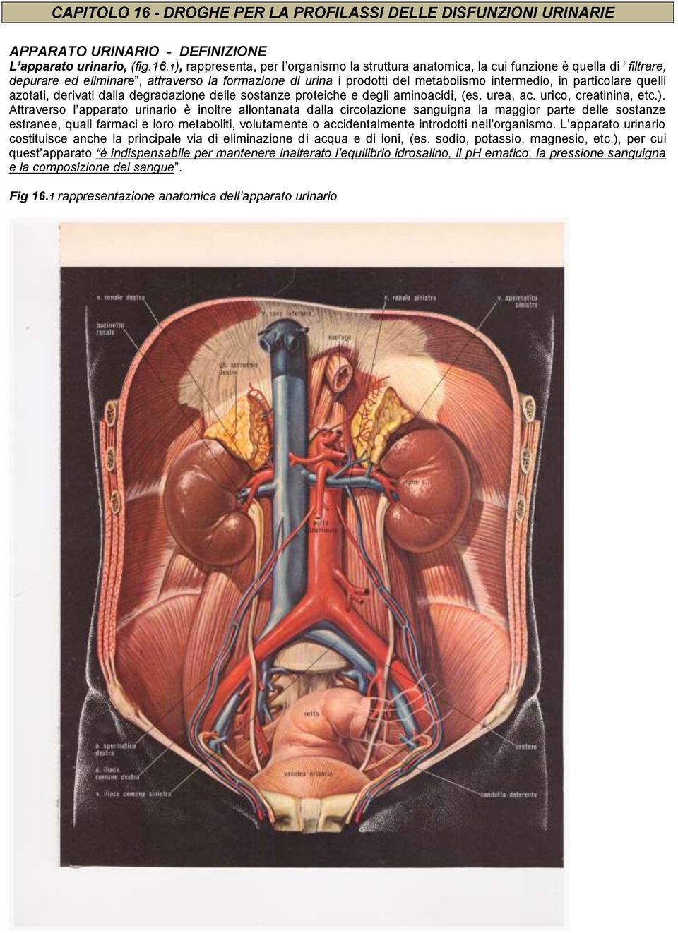 1), rappresenta, per l organismo la struttura anatomica, la cui funzione è quella di filtrare, depurare ed eliminare, attraverso la formazione di urina i prodotti del metabolismo intermedio, in