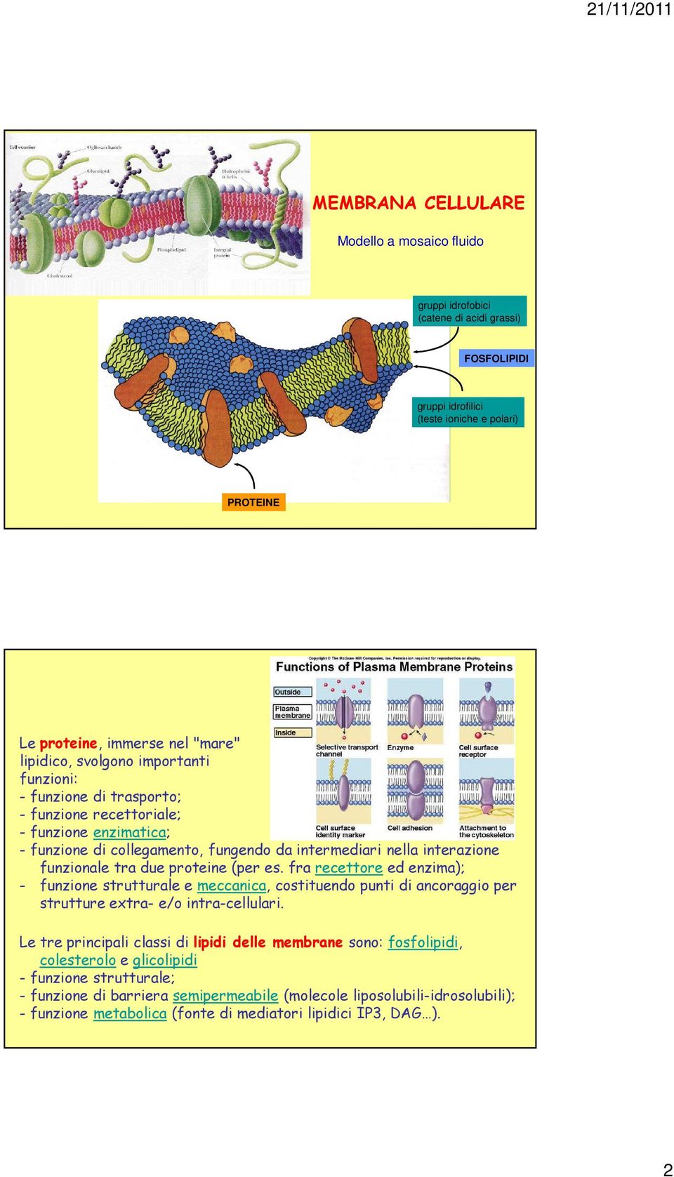 proteine (per es. fra recettore ed enzima); - funzione strutturale e meccanica, costituendo punti di ancoraggio per strutture extra- e/o intra-cellulari.