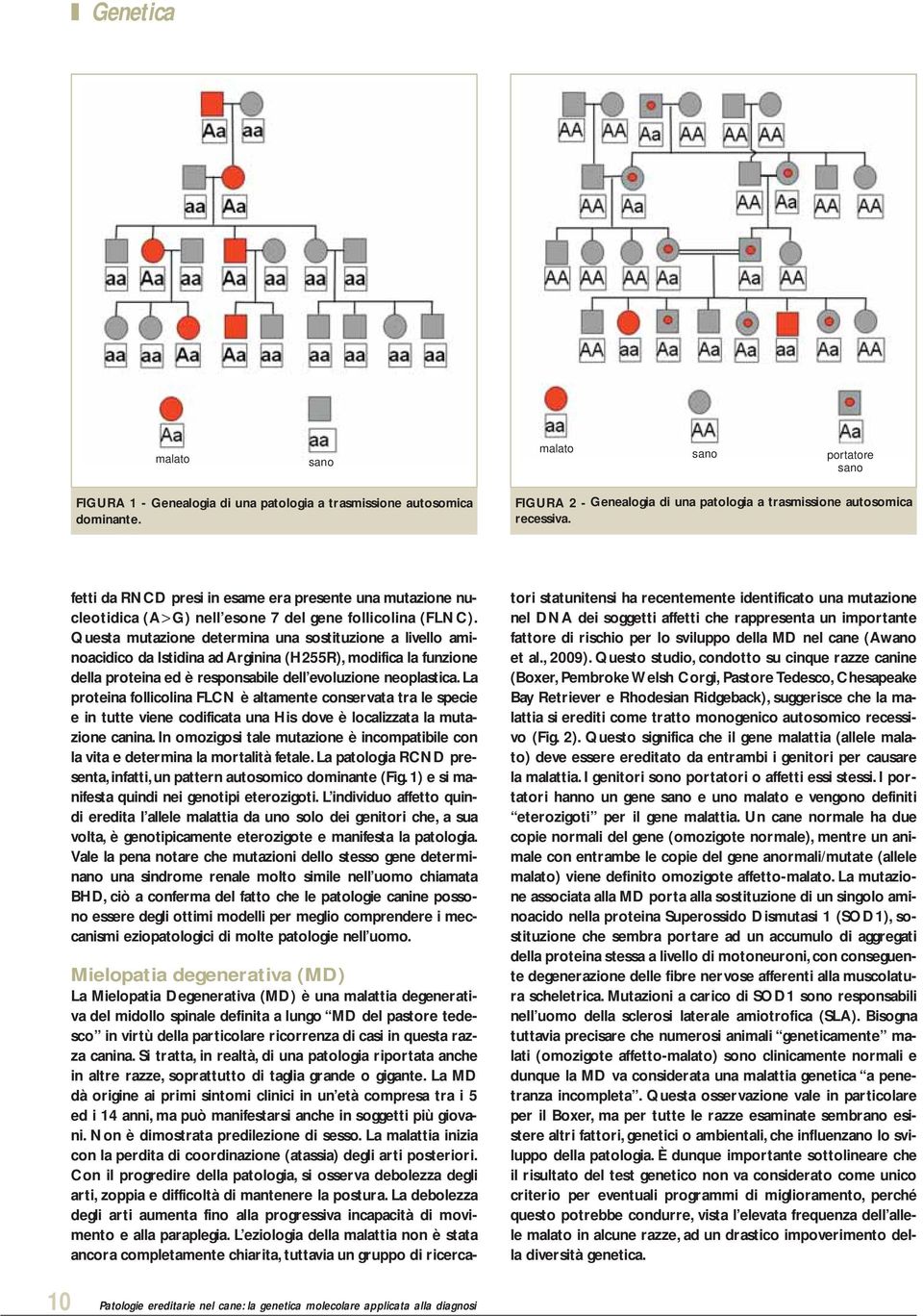 Questa mutazione determina una sostituzione a livello aminoacidico da Istidina ad Arginina (H255R), modifica la funzione della proteina ed è responsabile dell evoluzione neoplastica.