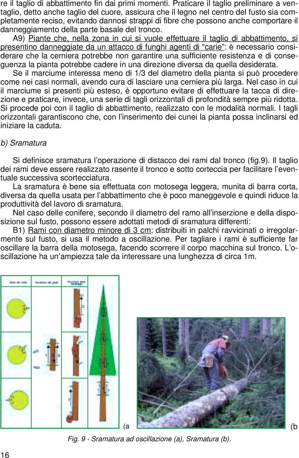 comportare il danneggiamento della parte basale del tronco.