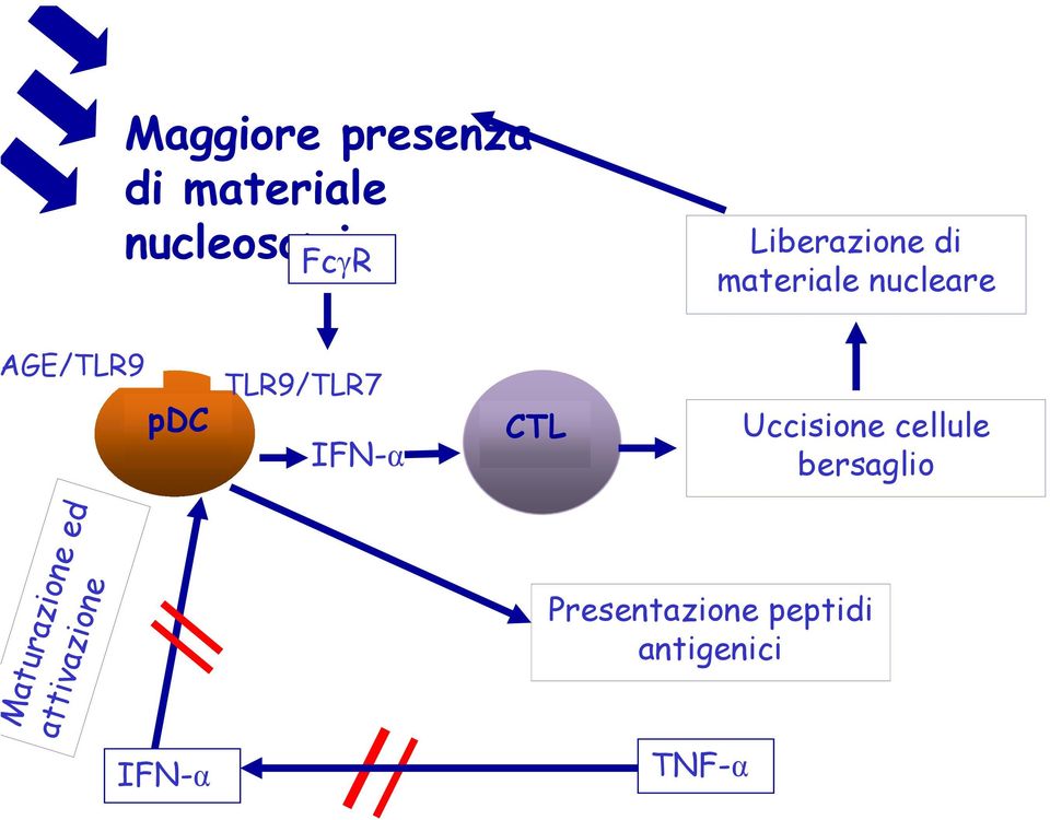 TLR9/TLR7 IFN-α CTL Uccisione cellule bersaglio