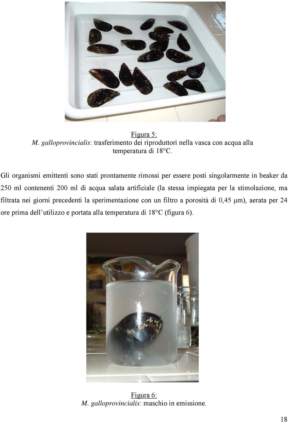 salata artificiale (la stessa impiegata per la stimolazione, ma filtrata nei giorni precedenti la sperimentazione con un filtro a