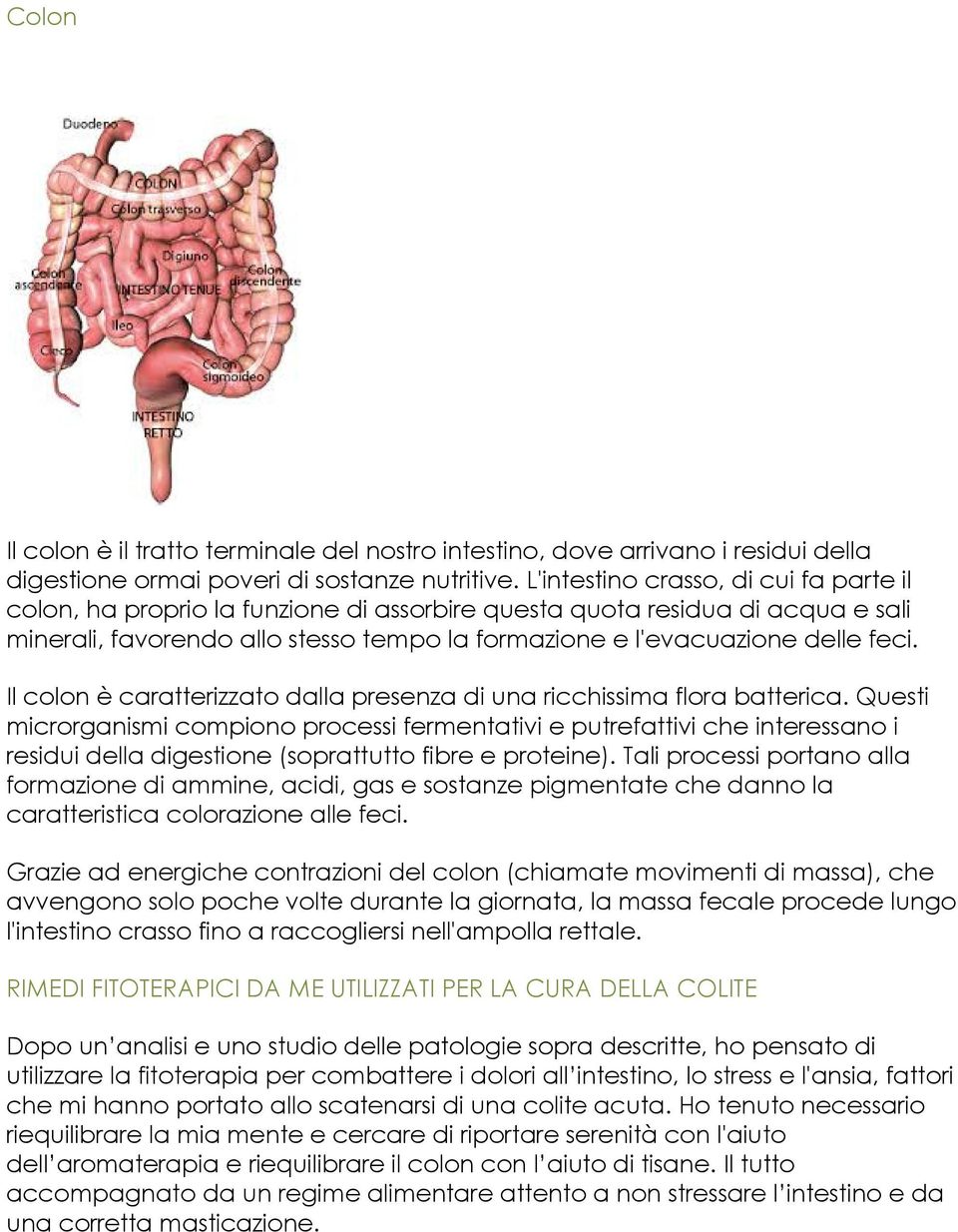 Il colon è caratterizzato dalla presenza di una ricchissima flora batterica.