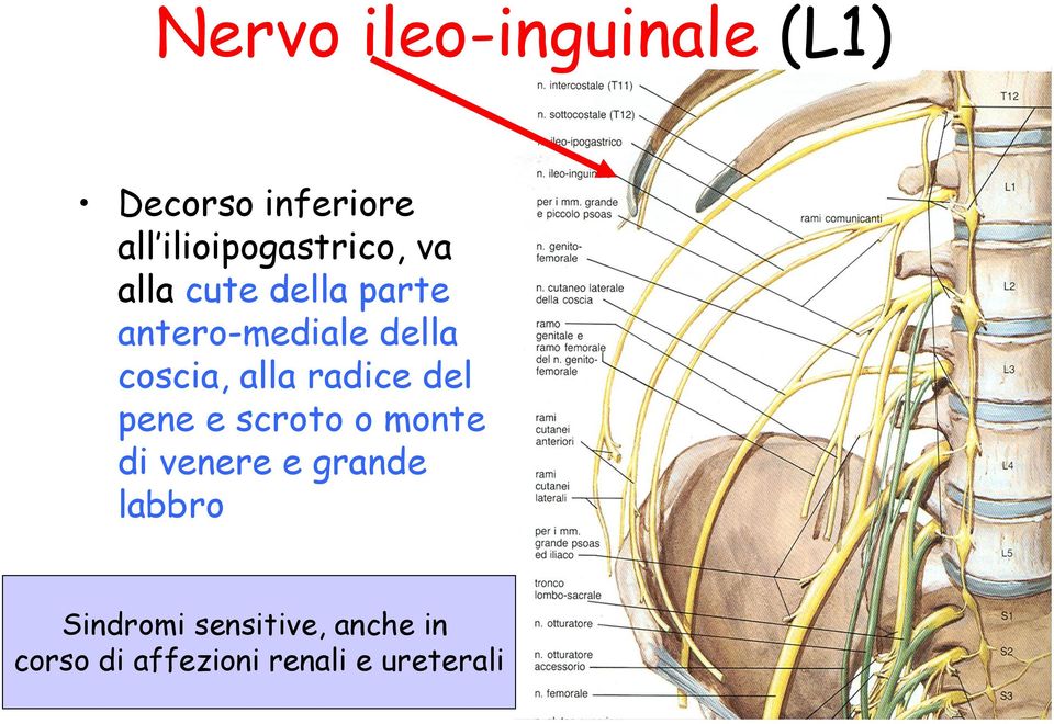 coscia, alla radice del pene e scroto o monte di venere e