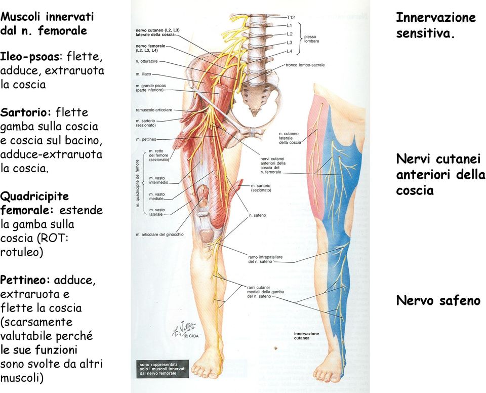 adduce-extraruota la coscia.