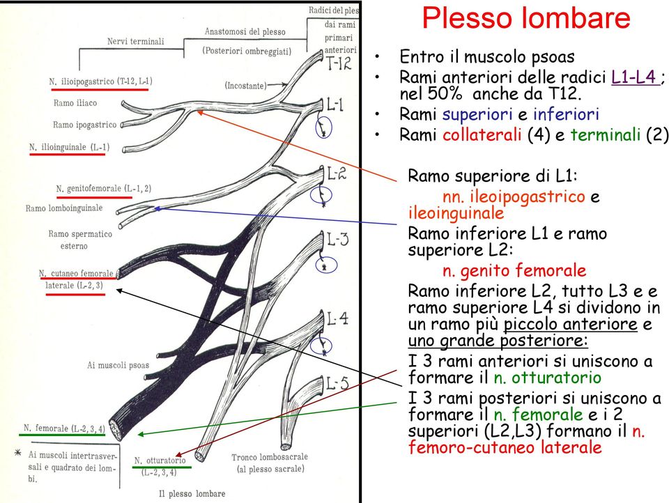 ileoipogastrico e ileoinguinale Ramo inferiore L1 e ramo superiore L2: n.