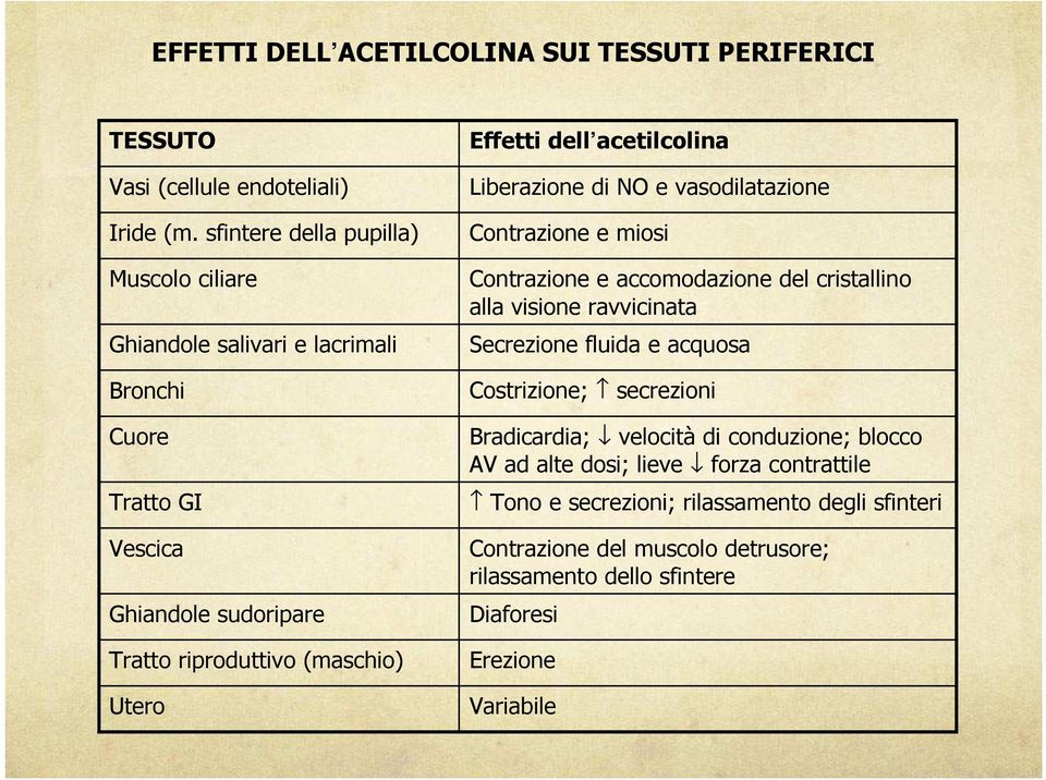 dell acetilcolina Liberazione di NO e vasodilatazione Contrazione e miosi Contrazione e accomodazione del cristallino alla visione ravvicinata Secrezione fluida e