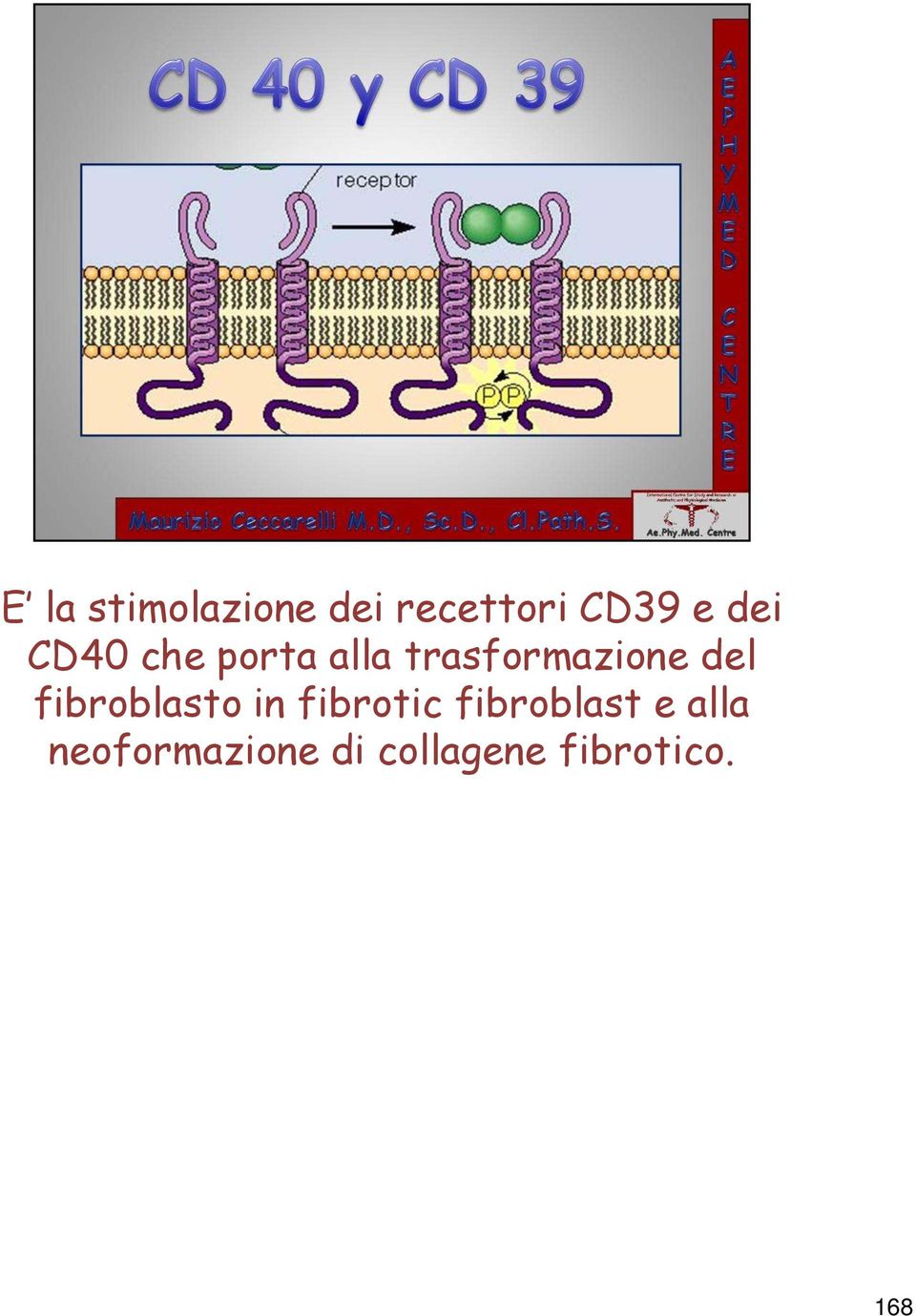 del fibroblasto in fibrotic fibroblast e
