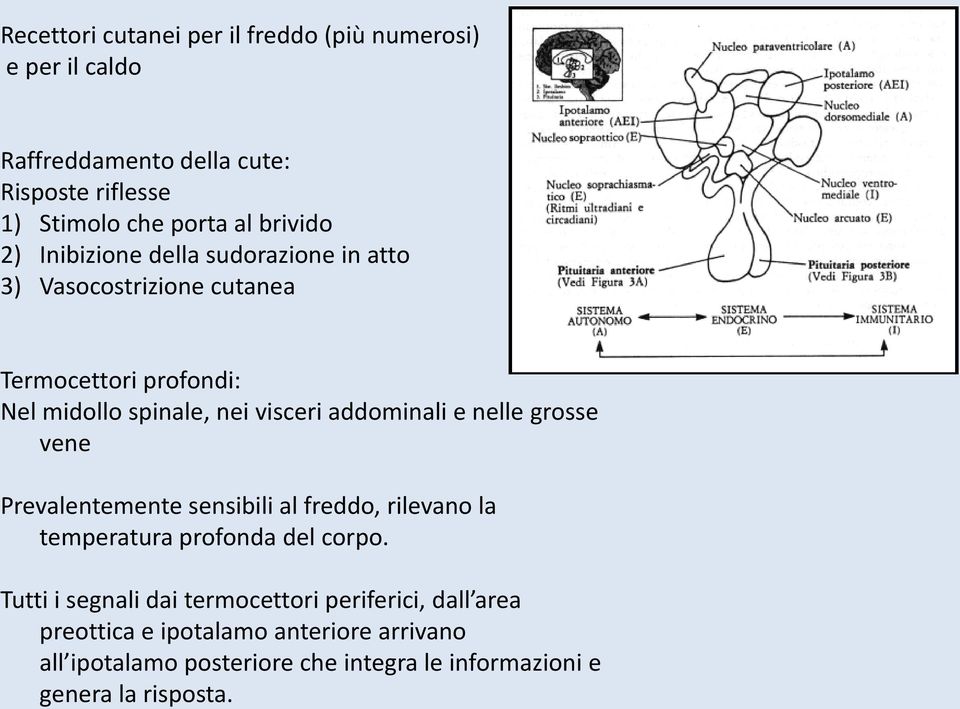 addominali e nelle grosse vene Prevalentemente sensibili al freddo, rilevano la temperatura profonda del corpo.