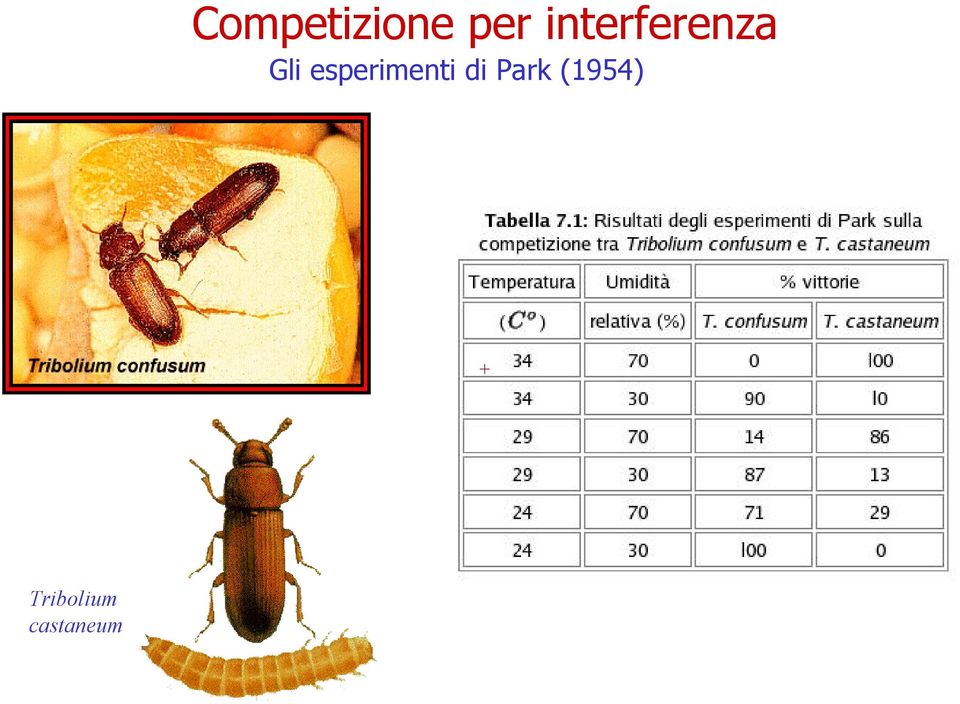 esperimenti di Park