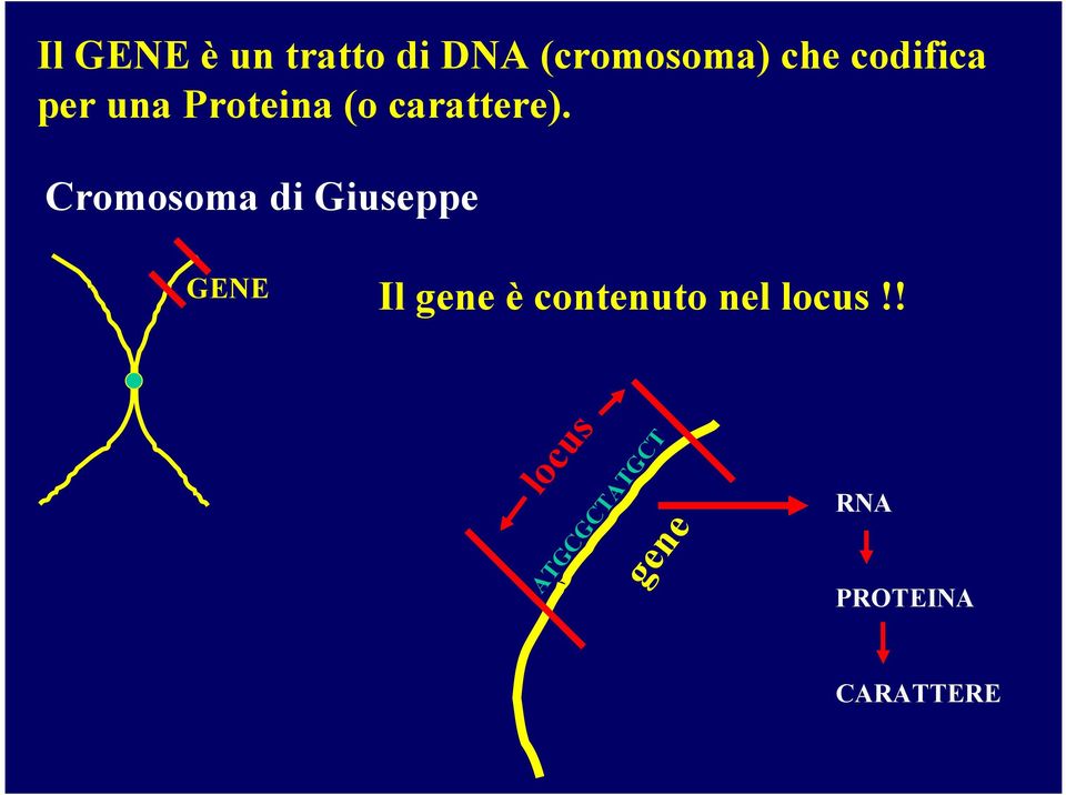 Cromosoma di Giuseppe GENE Il gene è contenuto