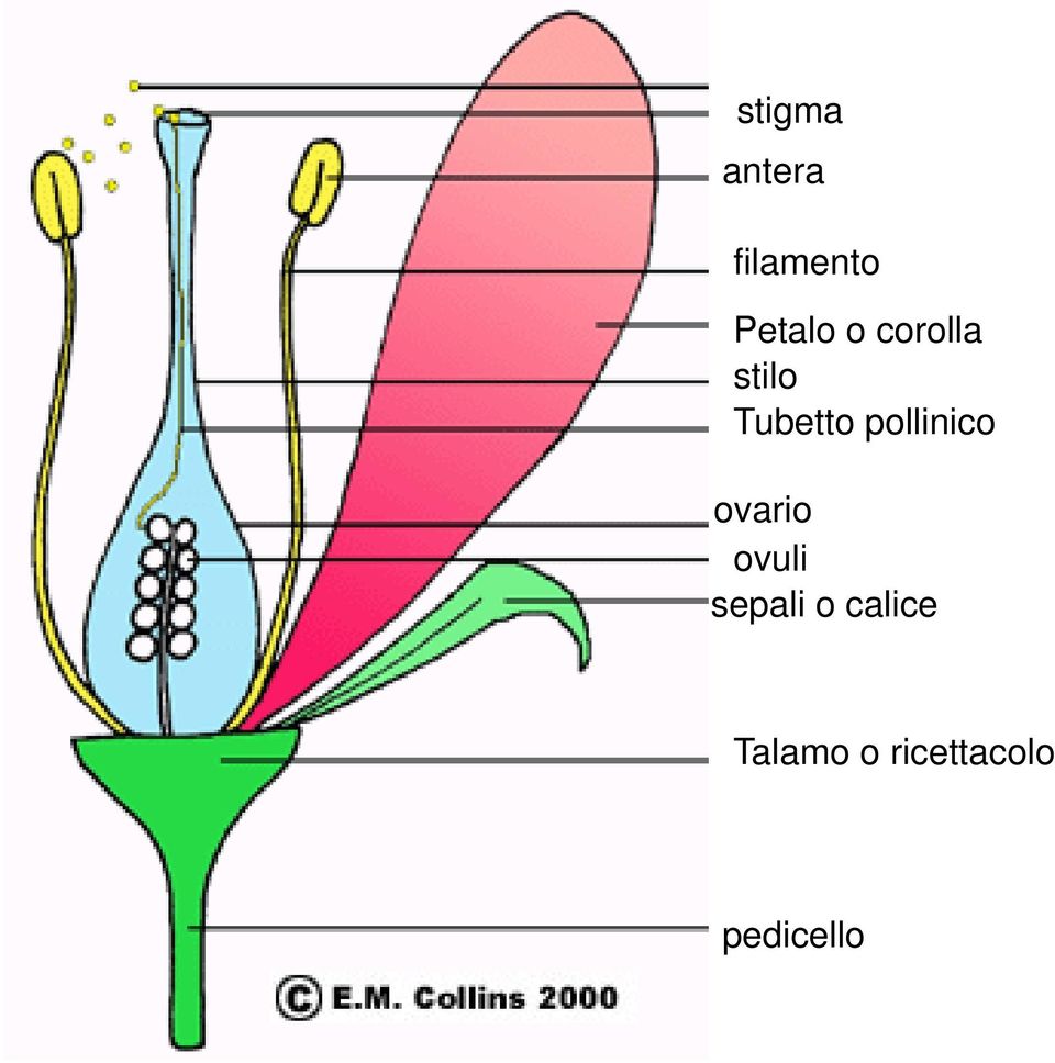 pollinico ovario ovuli sepali