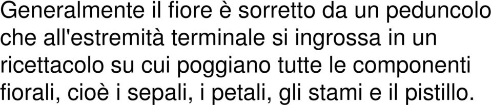 ricettacolo su cui poggiano tutte le componenti