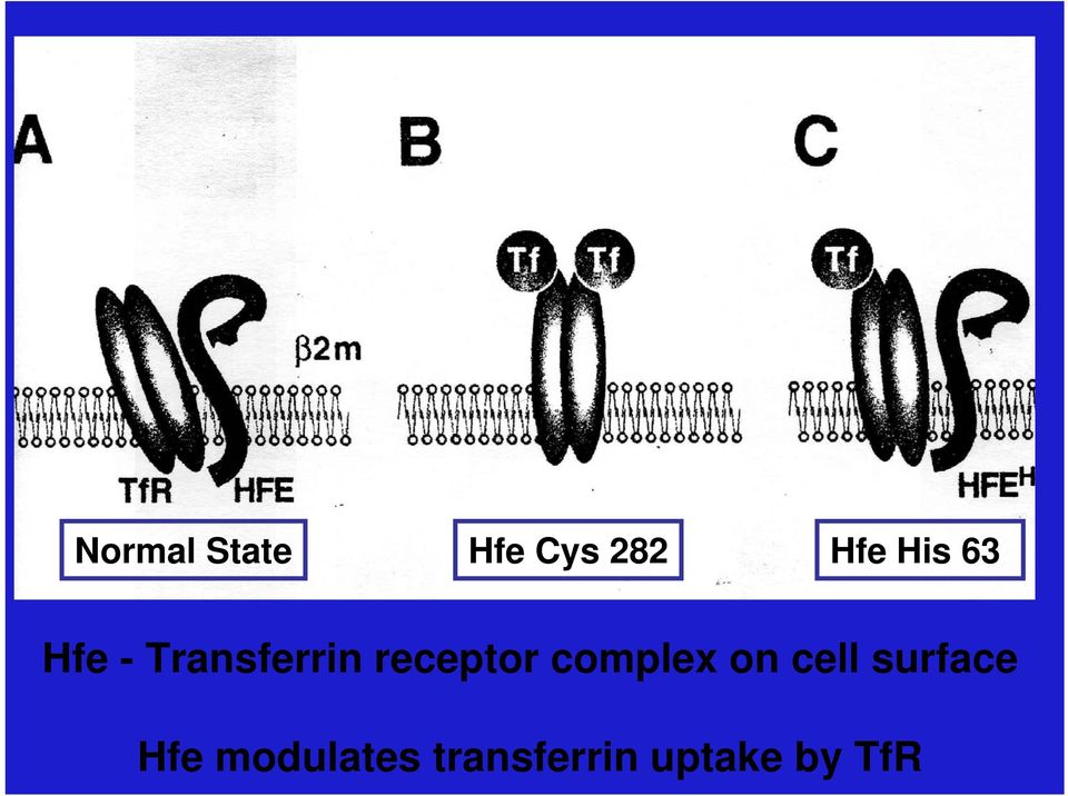 receptor complex on cell