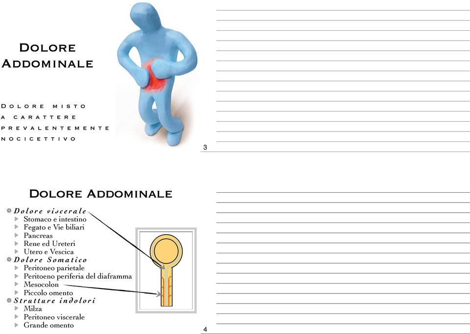 Ureteri Utero e Vescica Dolore Somatico Peritoneo parietale Peritoeno periferia del