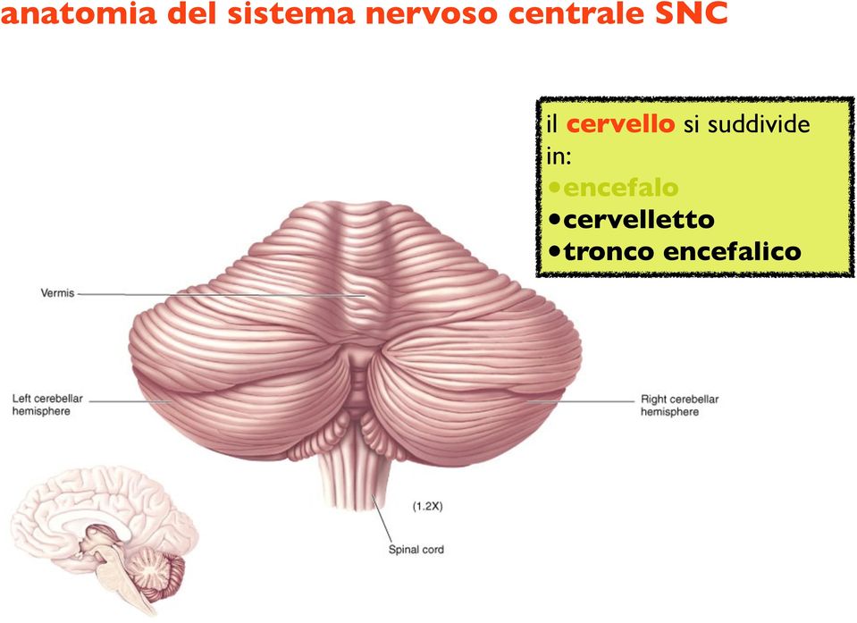 cervello si suddivide in: