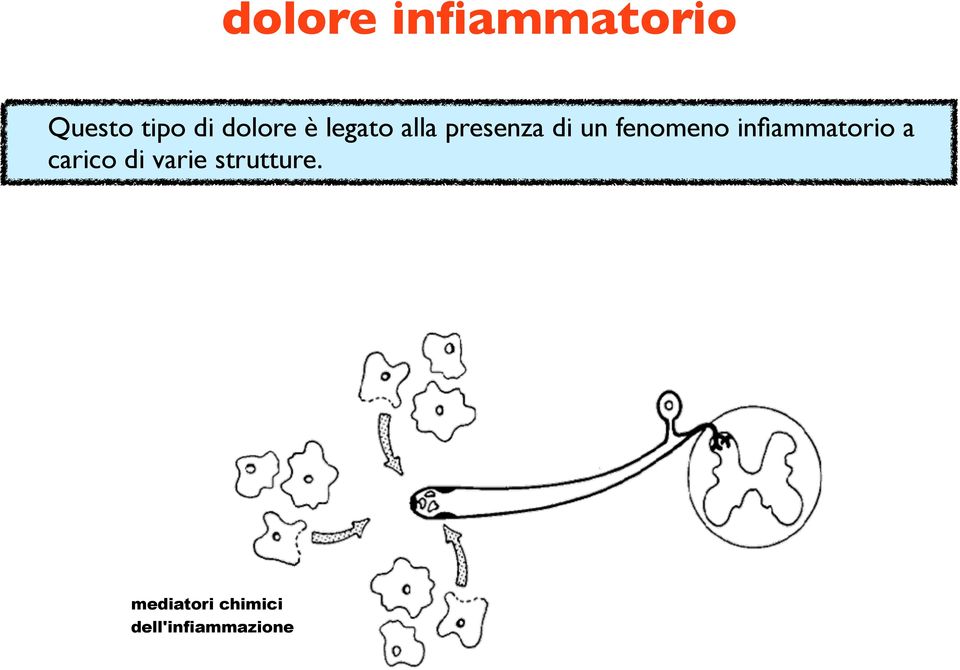 fenomeno infiammatorio a carico di