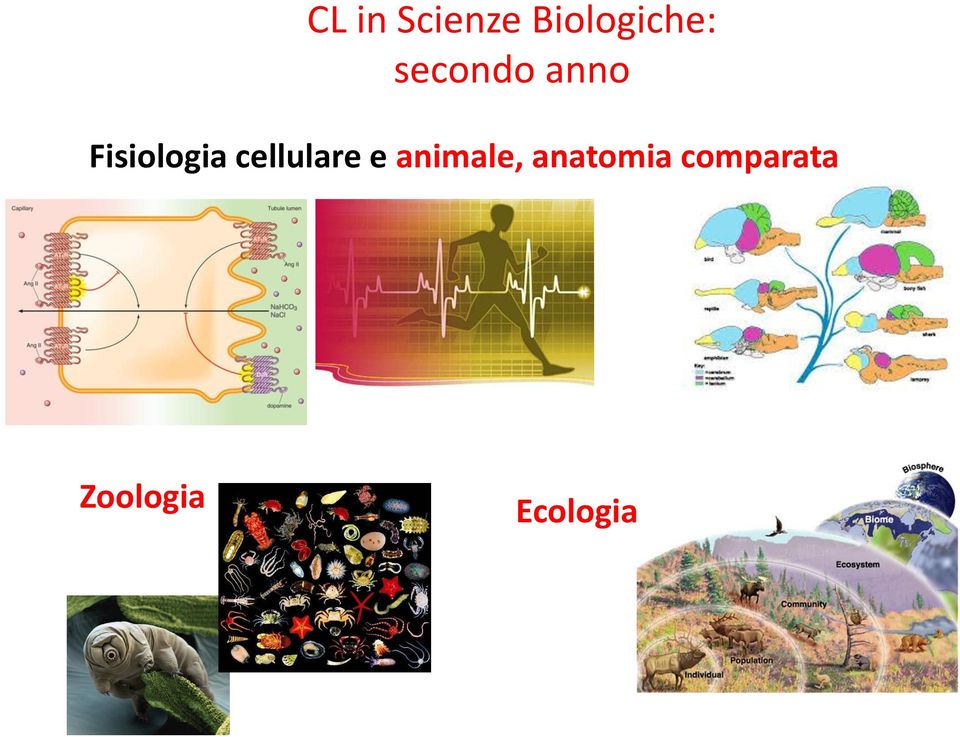 cellulare e animale,