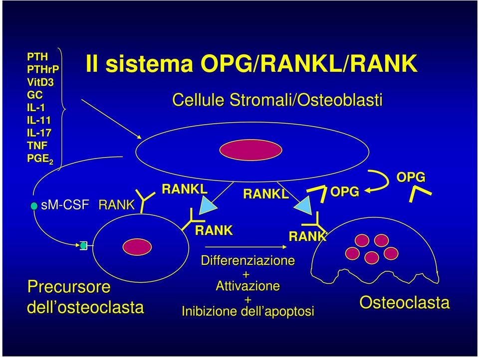 RANKL RANKL OPG OPG Precursore dell osteoclasta RANK RANK