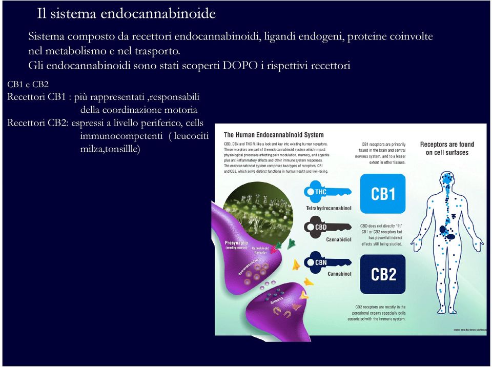 Gli endocannabinoidi sono stati scoperti DOPO i rispettivi recettori CB1 e CB2 Recettori CB1 : più