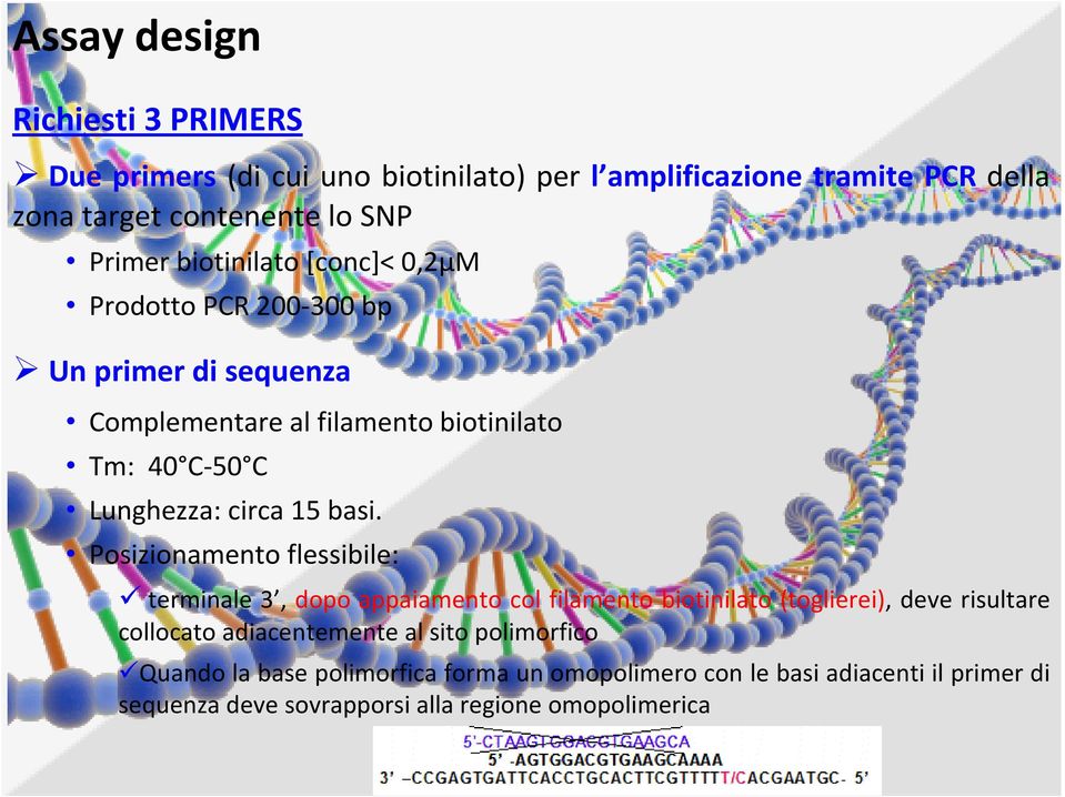 basi. Posizionamento flessibile: terminale 3, dopo appaiamento col filamento biotinilato (toglierei), deve risultare collocato adiacentemente al