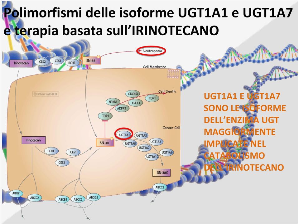 UGT1A7 SONO LE ISOFORME DELL ENZIMA UGT