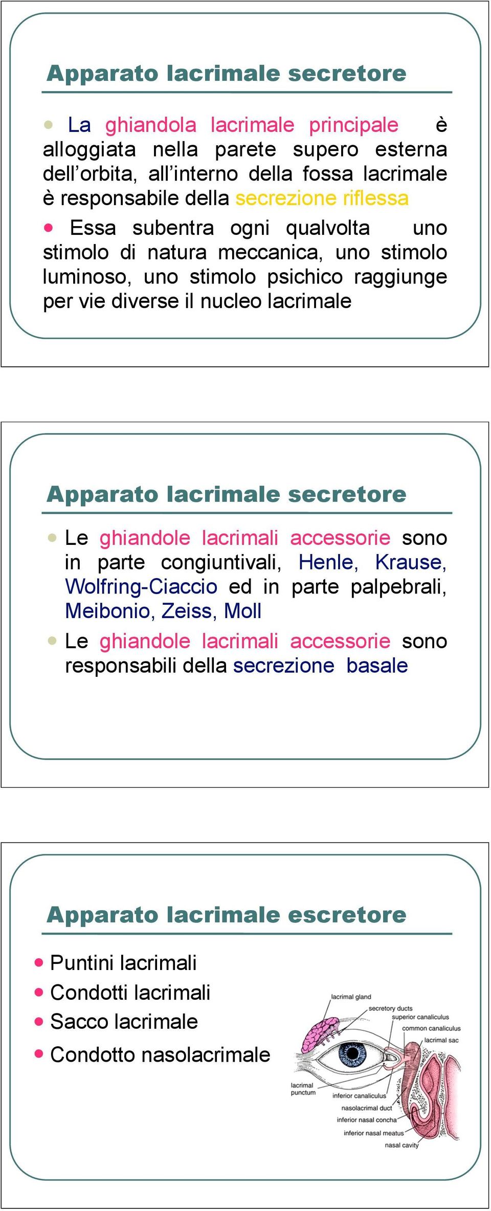 Apparato lacrimale secretore Le ghiandole lacrimali accessorie sono in parte congiuntivali, Henle, Krause, Wolfring-Ciaccio ed in parte palpebrali, Meibonio, Zeiss, Moll Le