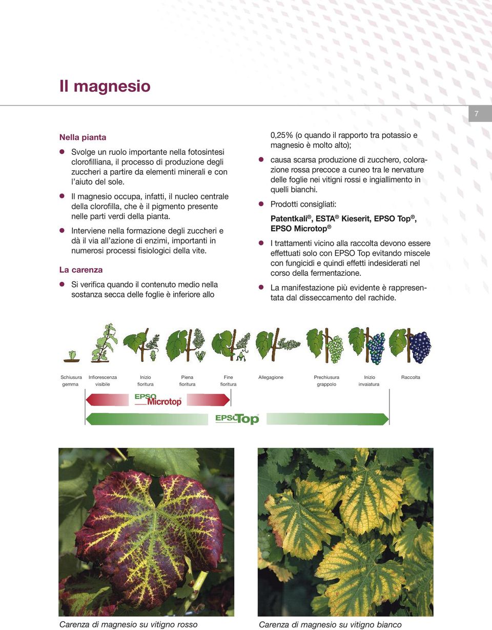 Interviene nella formazione degli zuccheri e dà il via all azione di enzimi, importanti in numerosi processi fisiologici della vite.