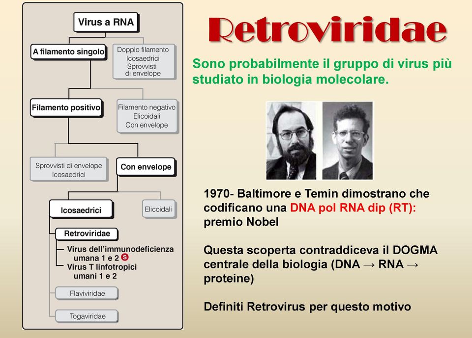 1970- Baltimore e Temin dimostrano che codificano una DNA pol RNA dip