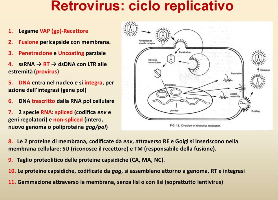 2 specie RNA: spliced (codifica env e geni regolatori) e non-spliced (intero, nuovo genoma o poliproteina gag/pol) 8.