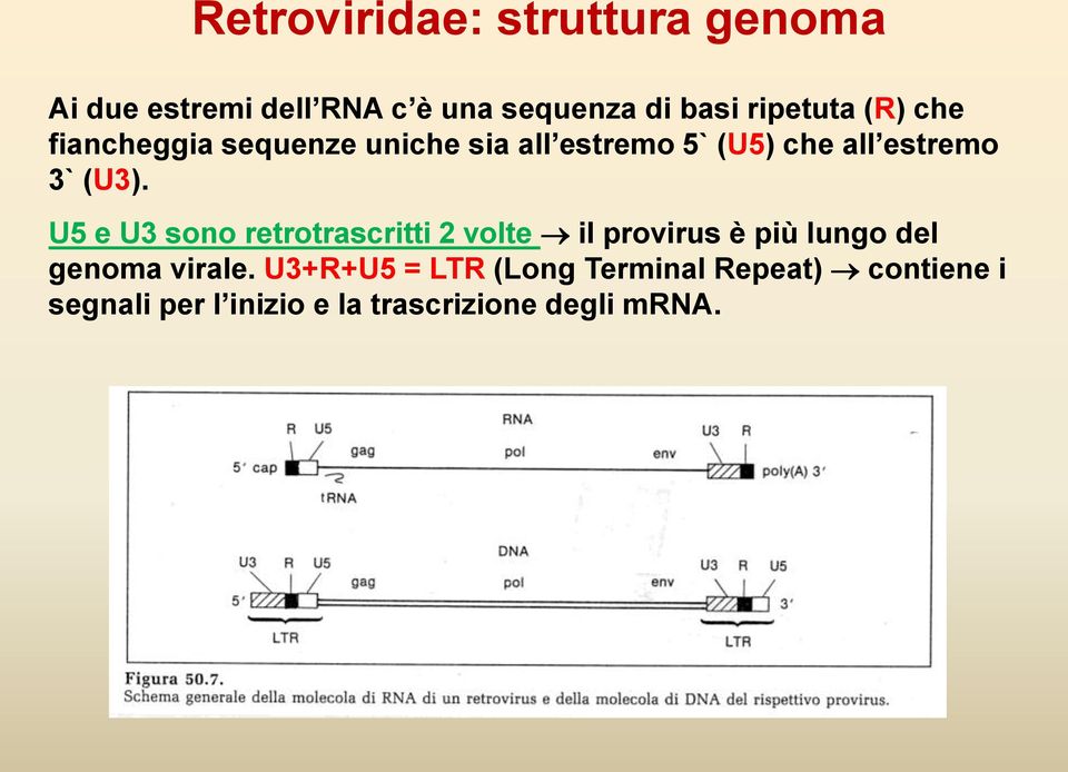 (U3). U5 e U3 sono retrotrascritti 2 volte il provirus è più lungo del genoma virale.