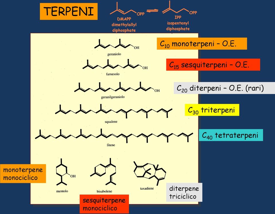 E. (rari) C 30 triterpeni C 40 tetraterpeni monoterpene