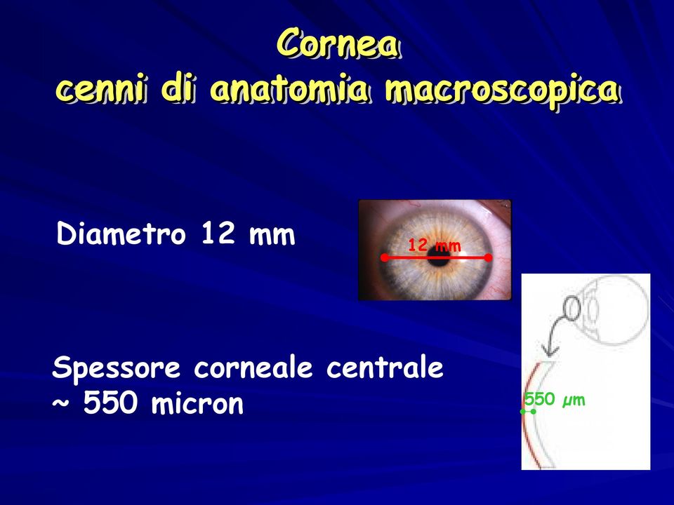 macroscopica Diametro 12 mm 12 mm