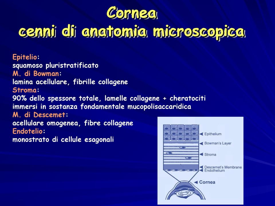 di Bowman: lamina acellulare, fibrille collagene Stroma: 90% dello spessore totale, lamelle