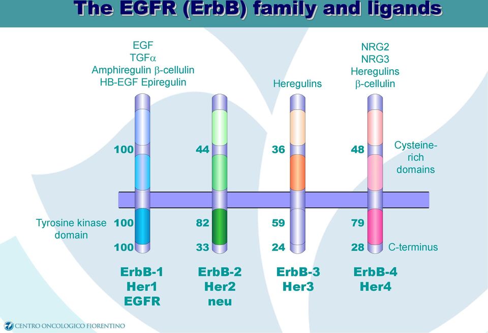 36 48 Cysteinerich domains Tyrosine kinase domain 100 100 82 33 59