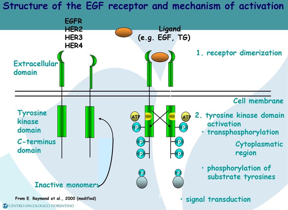 receptor dimerization Cell membrane Tyrosine kinase domain C-terminus domain ATP P P P P P P ATP 2.