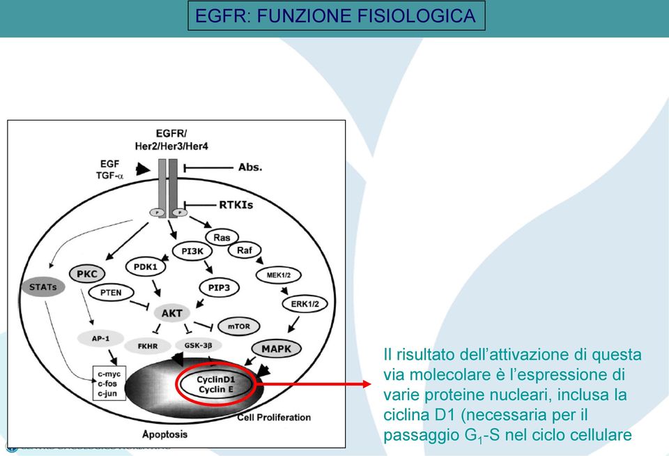 espressione di varie proteine nucleari, inclusa la